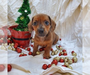 Dachshund Puppy for Sale in LADY LAKE, Florida USA