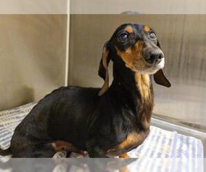 Dachshund Dogs for adoption in Orange, CA, USA