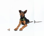 Small #5 Doberman Pinscher Mix