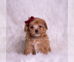 Small Photo #68 Maltipoo (Miniature) Puppy For Sale in WARSAW, IN, USA