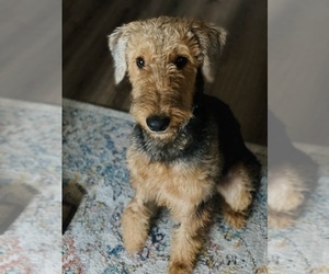 Airedale Terrier Puppy for sale in PETAL, MS, USA