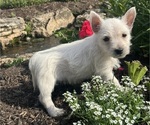 Small #4 West Highland White Terrier