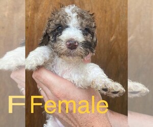 Poodle (Standard) Puppy for sale in THOMASVILLE, GA, USA