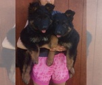Small #3 German Shepherd Dog