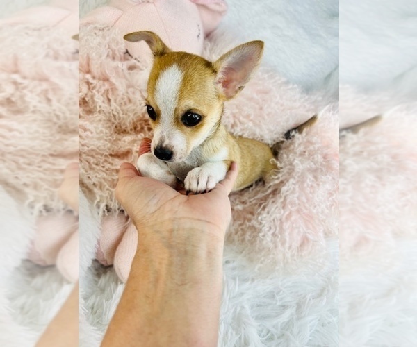 Medium Photo #17 Chihuahua Puppy For Sale in AVONDALE ESTATES, GA, USA