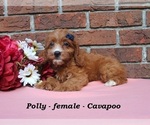Polly - Female Cavapoo (Miniature) Puppy for Sale - Photo #3