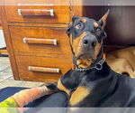 Small #3 Doberman Pinscher