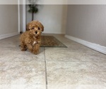 Small #1 Maltipoo