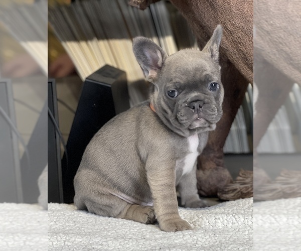Medium Photo #3 French Bulldog Puppy For Sale in CEDAR HILL, TX, USA