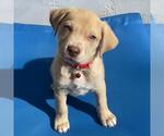 Small #10 Labrador Retriever Mix