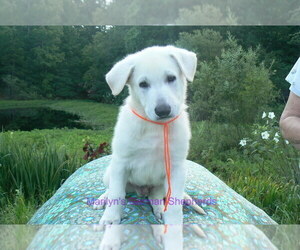 German Shepherd Dog Puppy for Sale in PIEDMONT, Missouri USA