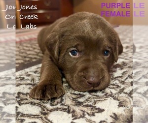 Labrador Retriever Puppy for sale in BARNETT, MO, USA