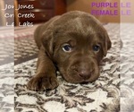 Image preview for Ad Listing. Nickname: Purple Collar