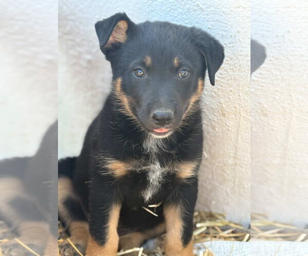 Medium Photo #1 Mutt Puppy For Sale in San Diego, CA, USA