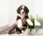 Image preview for Ad Listing. Nickname: Labradoodle