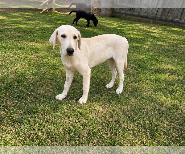 Medium Photo #3 Labrador Retriever Puppy For Sale in Clovis, CA, USA