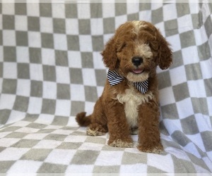 Goldendoodle (Miniature) Puppy for sale in LAKELAND, FL, USA