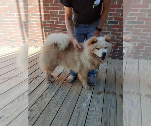 Medium Photo #2 Chow Chow Puppy For Sale in San Antonio, TX, USA