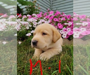 Labrador Retriever Puppy for sale in CLARE, MI, USA