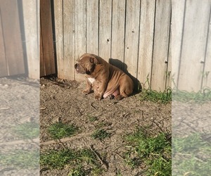 Mother of the Bulldog puppies born on 04/19/2023