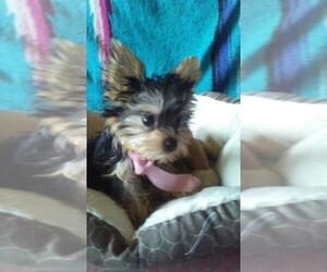 Yorkshire Terrier Puppy for sale in COLUMBUS, OH, USA