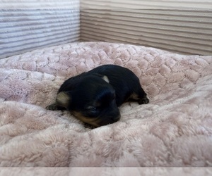 Medium Yorkipoo