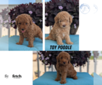 Small Photo #26 Poodle (Toy) Puppy For Sale in GOSHEN, IN, USA