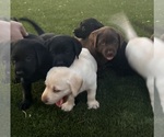 Small #8 Labrador Retriever