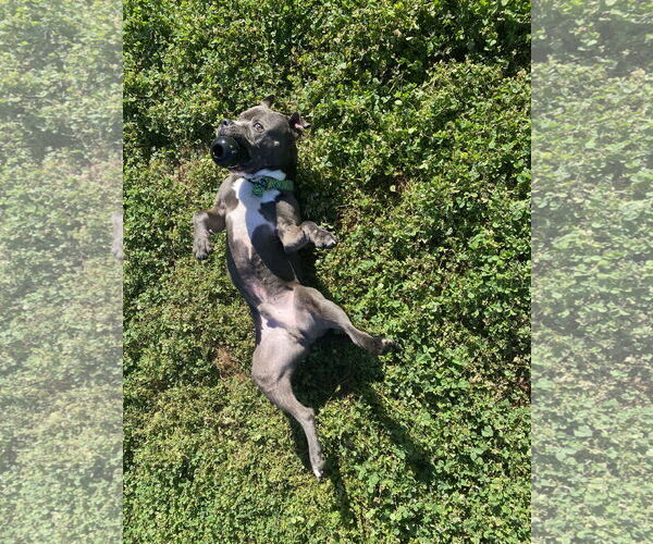 Medium Photo #5 American Staffordshire Terrier Puppy For Sale in Rosenberg, TX, USA