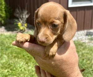 Dachshund Puppy for sale in CONCORDIA, MO, USA