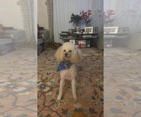 Medium Photo #1 Poodle (Miniature) Puppy For Sale in SOUTHAMPTON, PA, USA