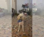 Small Photo #1 Poodle (Miniature) Puppy For Sale in SOUTHAMPTON, PA, USA
