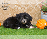 Litter of 2 - Male HavaneseLitter of Puppies for Sale - Photo #3
