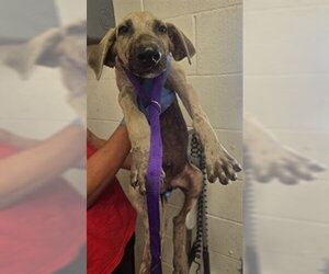 German Shepherd Dog Dogs for adoption in San Bernardino, CA, USA