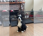 Small Photo #1 Bernedoodle Puppy For Sale in CLANTON, AL, USA