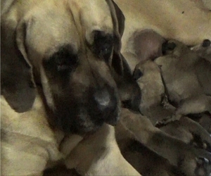 Mother of the American Mastiff puppies born on 07/04/2022