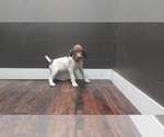 Small Photo #8 German Shorthaired Pointer Puppy For Sale in QUITMAN, TX, USA