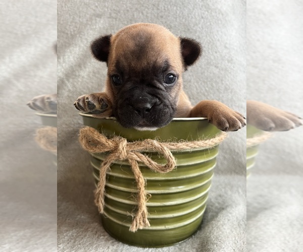 Medium Photo #1 French Bulldog Puppy For Sale in CROSWELL, MI, USA