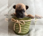 Puppy Pebble French Bulldog
