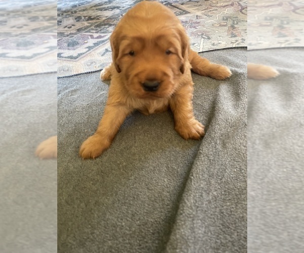 Medium Photo #23 Golden Retriever Puppy For Sale in BEDFORD, TX, USA
