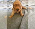 Small #22 Golden Retriever