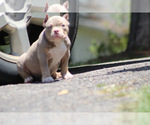 Small #5 American Bully