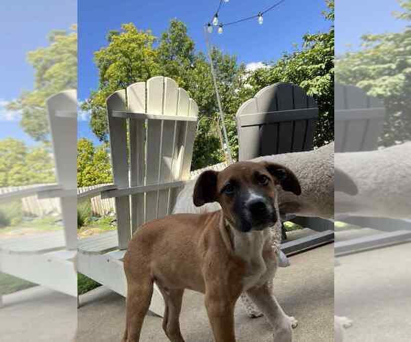 Medium Photo #3 Boxer-Unknown Mix Puppy For Sale in Aurora, IN, USA