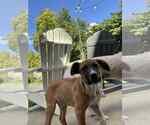 Small #2 Boxer Mix