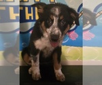 Puppy Wendy Border-Aussie