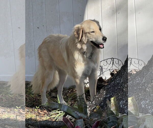 Medium Photo #7 Golden Pyrenees Puppy For Sale in Valrico, FL, USA