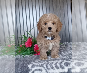 Poodle (Miniature) Puppy for sale in FREDERICKSBURG, OH, USA
