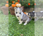 Small Photo #14 Siberian Husky Puppy For Sale in EAST HERKIMER, NY, USA