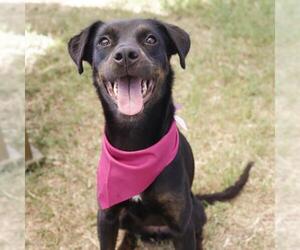 Labrador Retriever-Unknown Mix Dogs for adoption in San Antonio, TX, USA