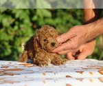 Small #19 Poodle (Toy)